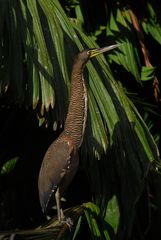 Tiger Reiher / Tiger Heron in Tortugera