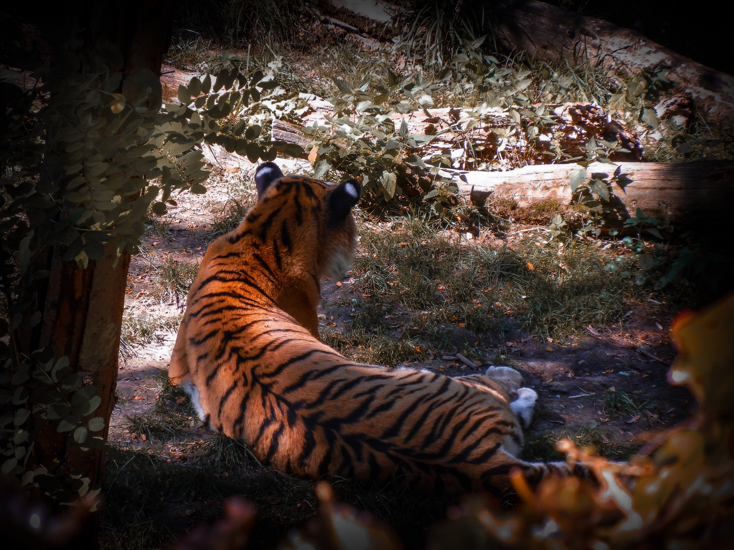 Tiger ruht sich aus