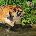 Tiger schlägt ins Wasser