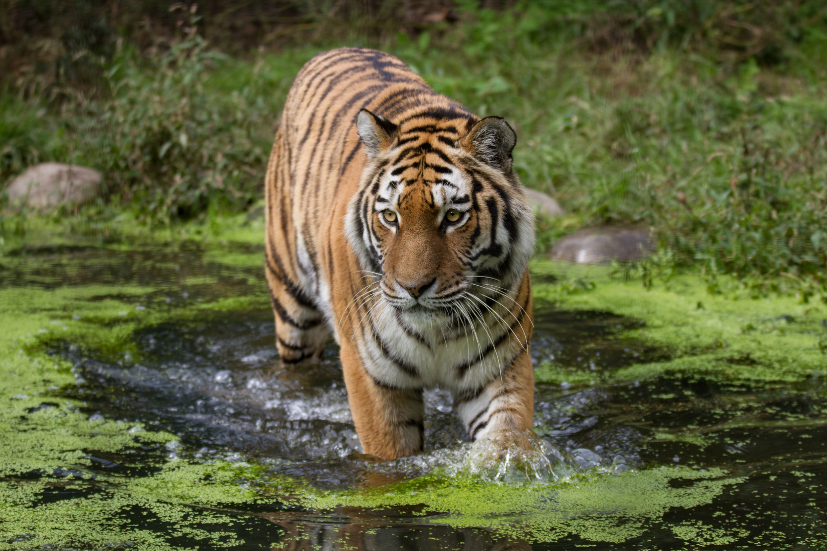 Tiger - Schönbrunn