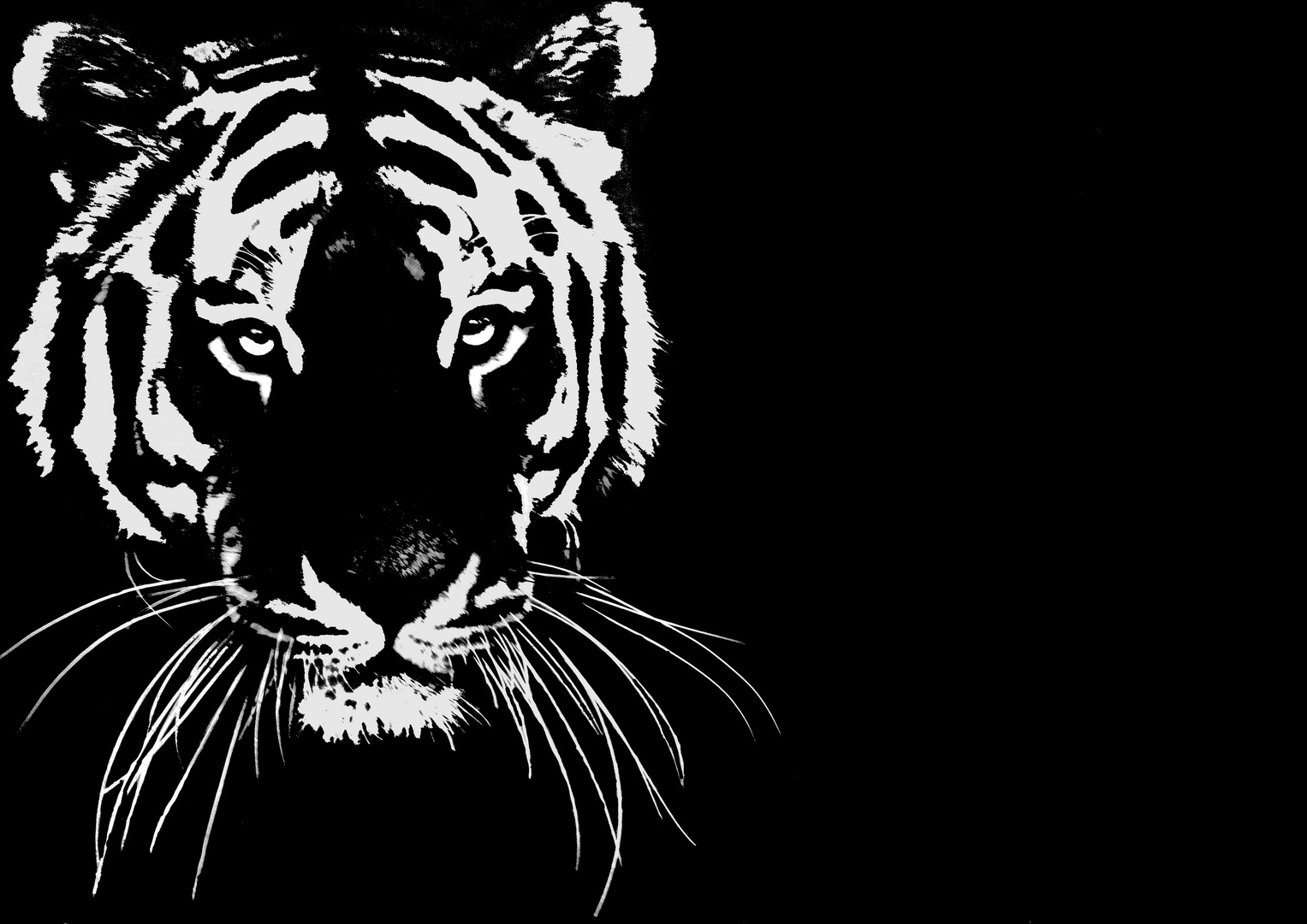 Tiger Schwarz Weiss Foto Bild Tiere Zoo Wildpark Falknerei Natur Bilder Auf Fotocommunity