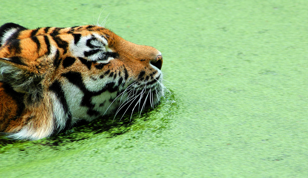 Tiger schwimmend