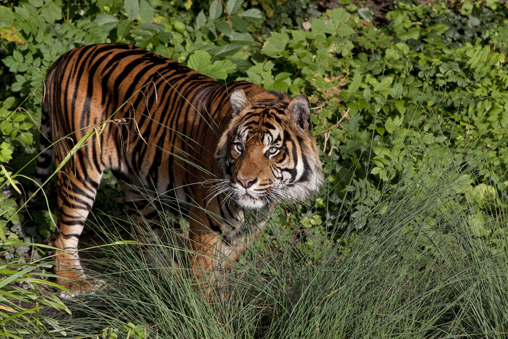 Tiger, sehr aufmerksam