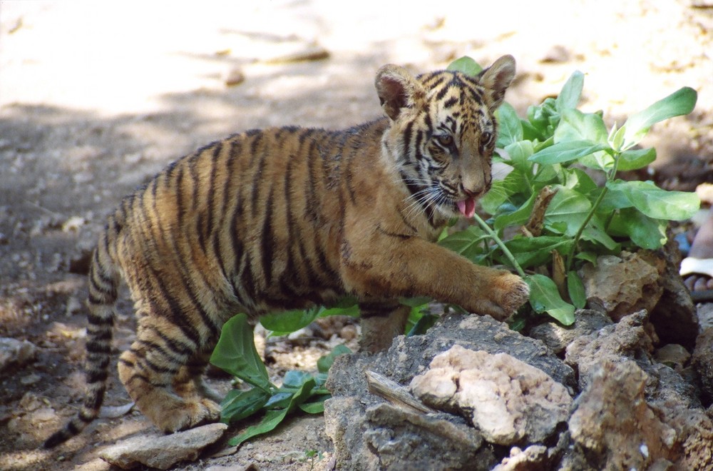 Tiger. Selbstgemacht!