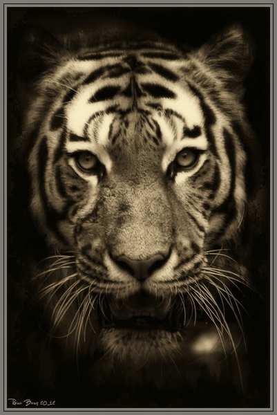 Tiger (serie)