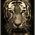 Tiger (serie)