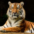Tiger Session