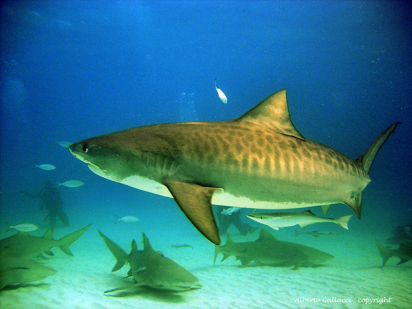 TIGER SHARK