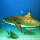 TIGER SHARK