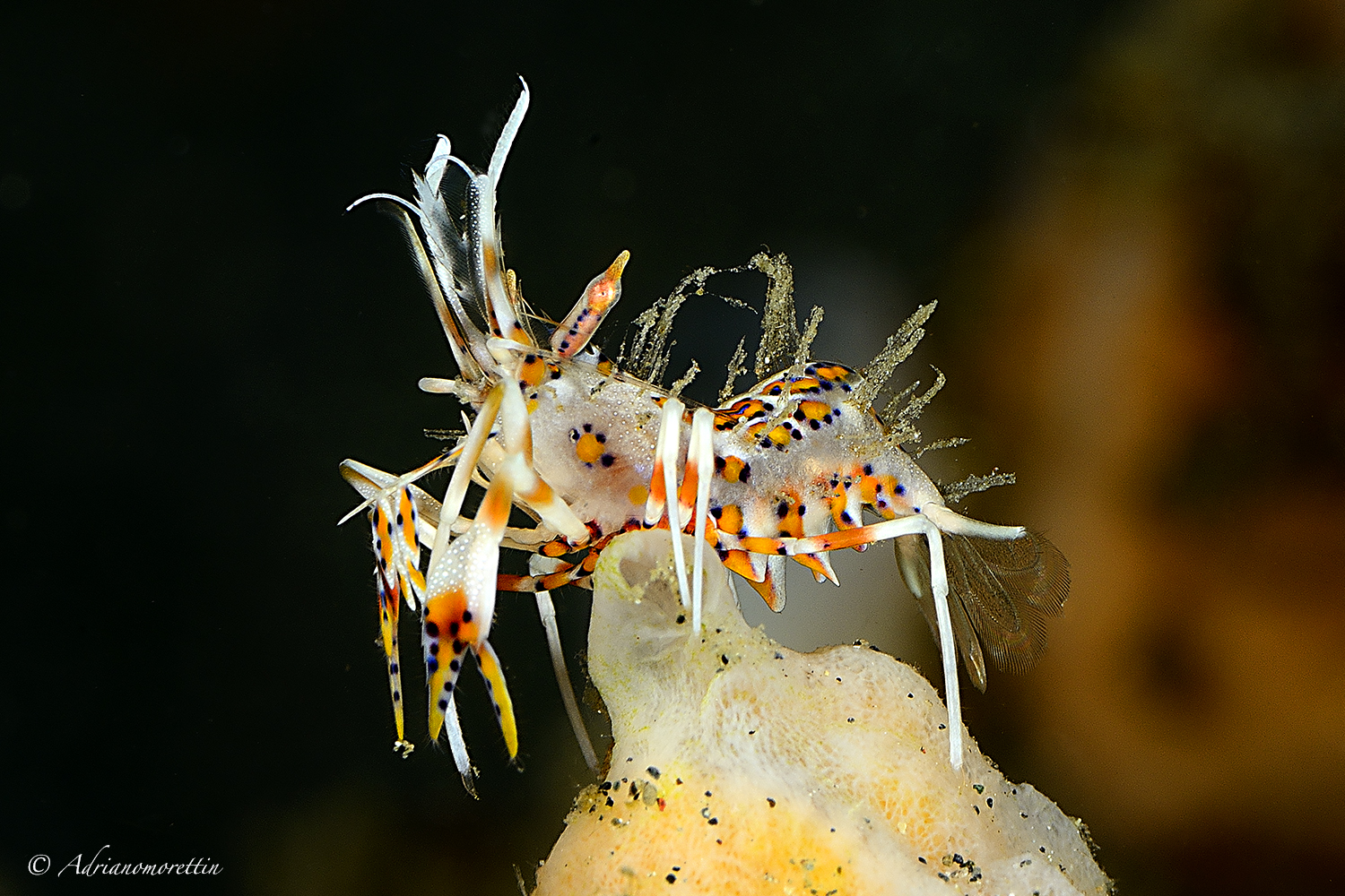 tiger shrimp