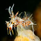 tiger shrimp