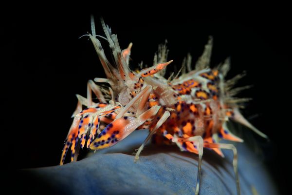 Tiger Shrimp oder Gehörnte Hummelgarnele (Phyllognatia ceratophthalmus)