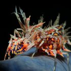 Tiger Shrimp oder Gehörnte Hummelgarnele (Phyllognatia ceratophthalmus)
