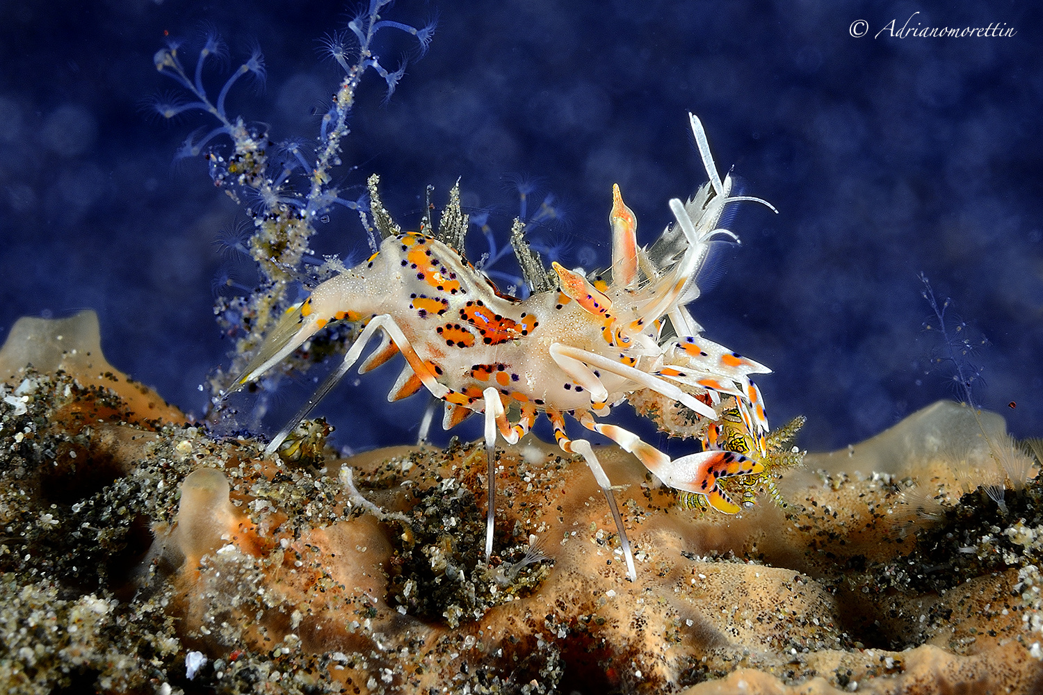 Tiger shrimp with prey