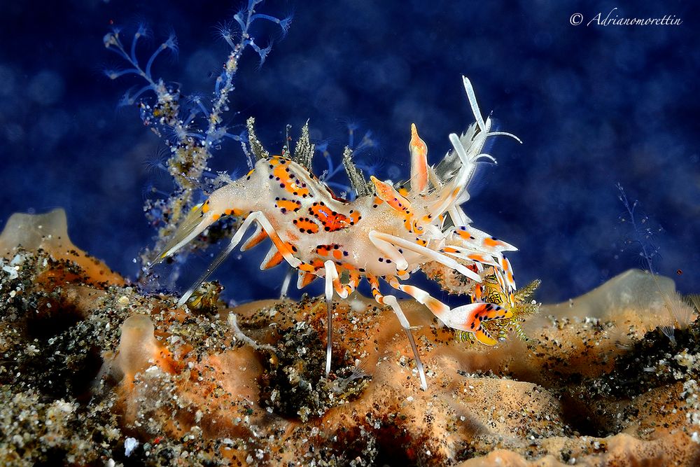 Tiger shrimp with prey