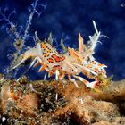 Tiger shrimp with prey