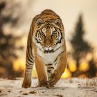 Tiger- Sibirische Tigerdame