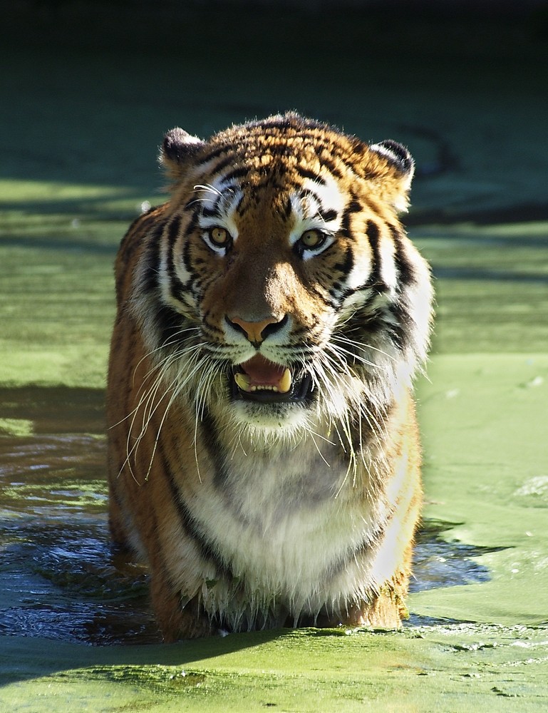 Tiger sind nicht wasserscheu