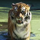 Tiger sind nicht wasserscheu