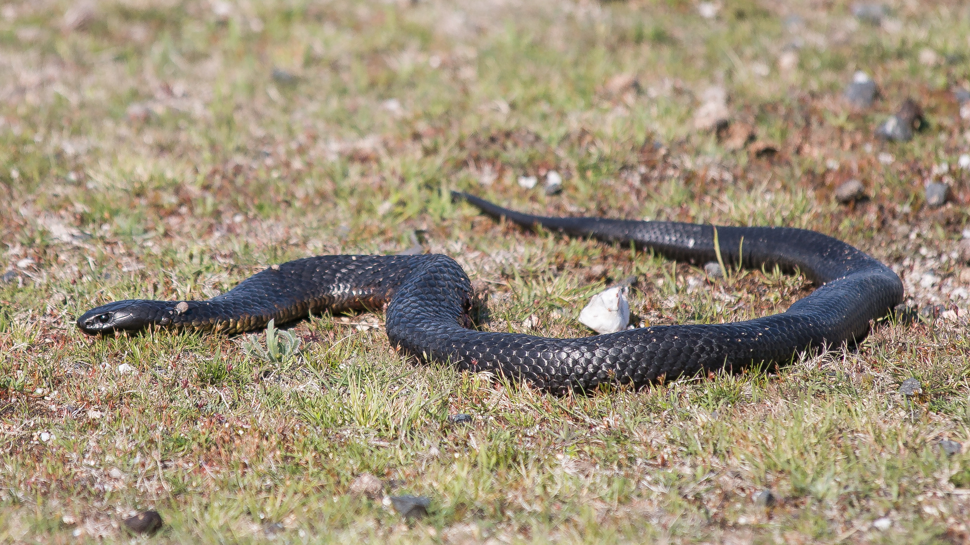 Tiger Snake