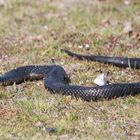 Tiger Snake