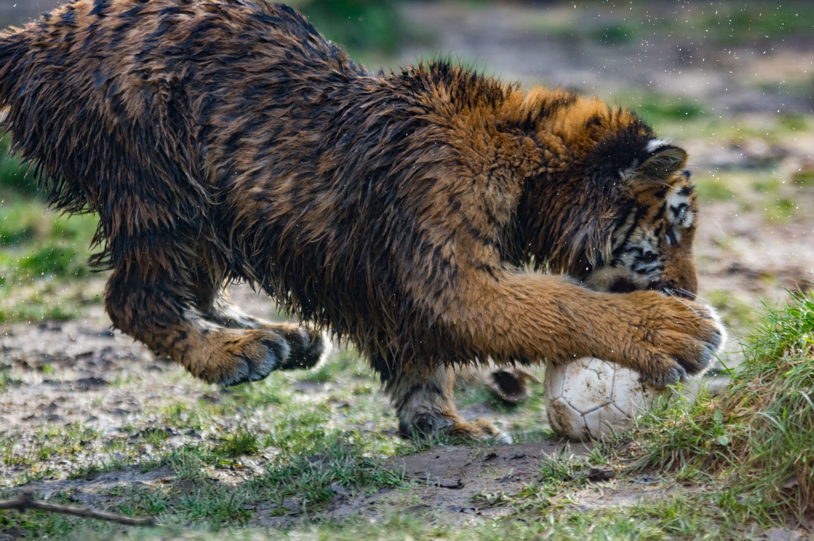 Tiger Soccer