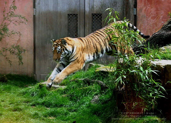 Tiger - sozusagen "auf dem Sprung"! :-))