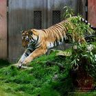 Tiger - sozusagen "auf dem Sprung"! :-))