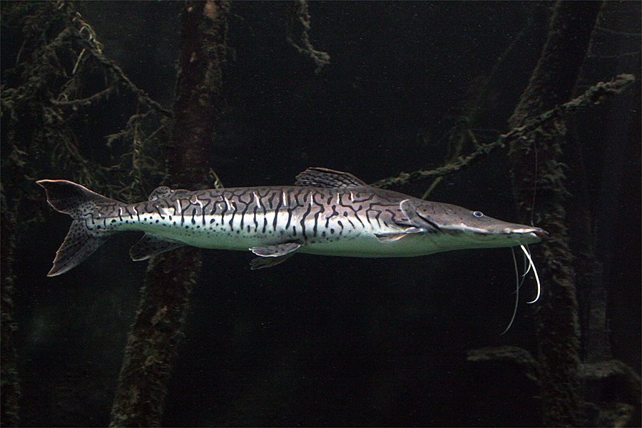 Tiger-Spatelwels (Pseudoplatystoma tigrinum)