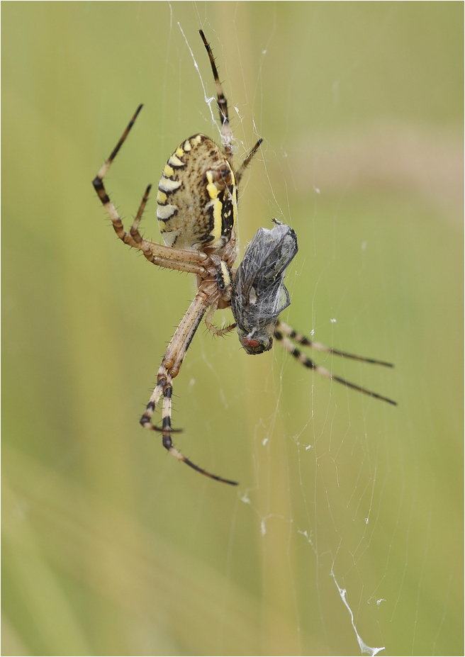 Tiger Spider