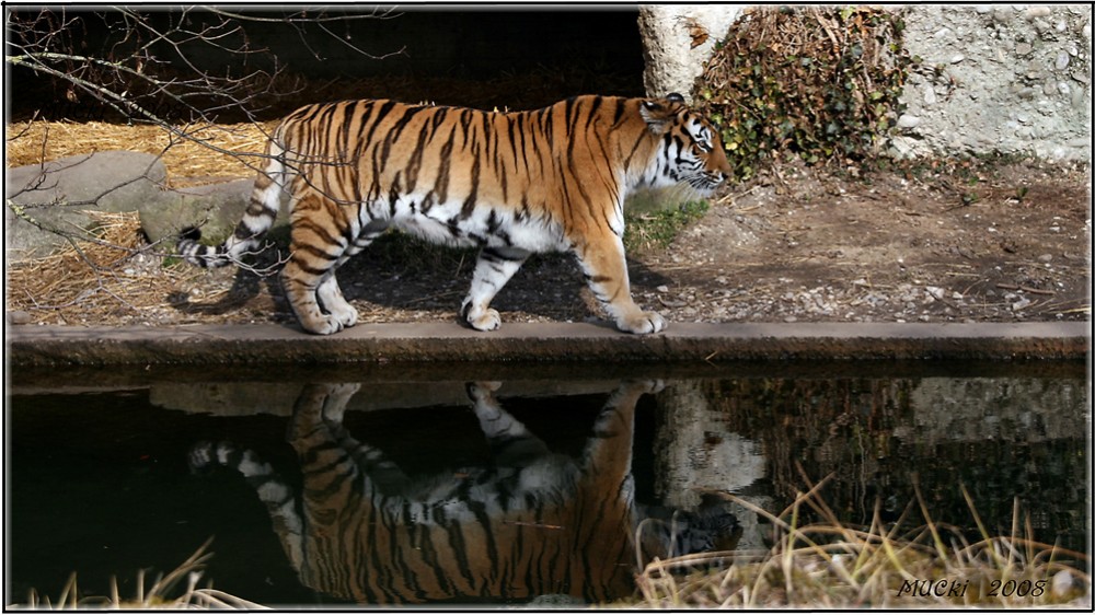 Tiger Spiegelbild Tierpark Muc