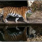 Tiger Spiegelbild Tierpark Muc