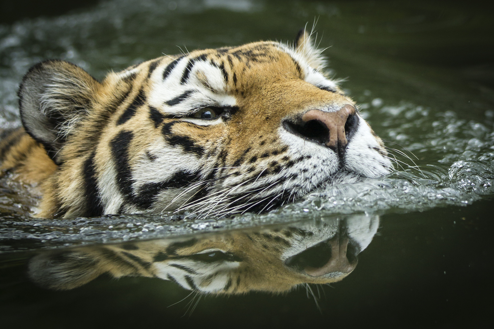 Tiger - Spiegelung