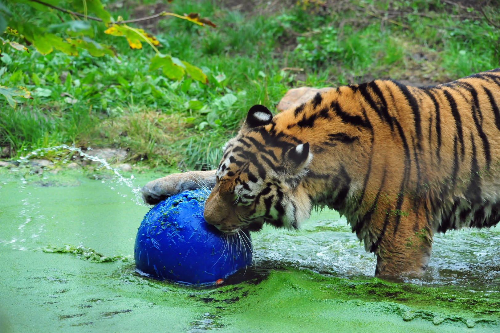 Tiger spielt im Wasser