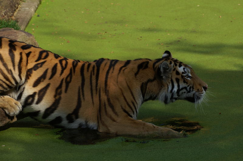 Tiger sucht Abkühlung