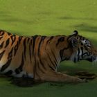 Tiger sucht Abkühlung