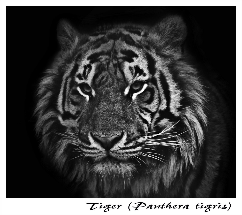 Tiger s/w