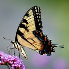 Tiger Swallowtail...