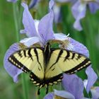 Tiger Swallowtail - Tiger Schwalbenschwanz