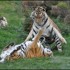 Tiger Tänzchen !!!
