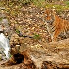 Tiger-Taiga im Leipziger Zoo...