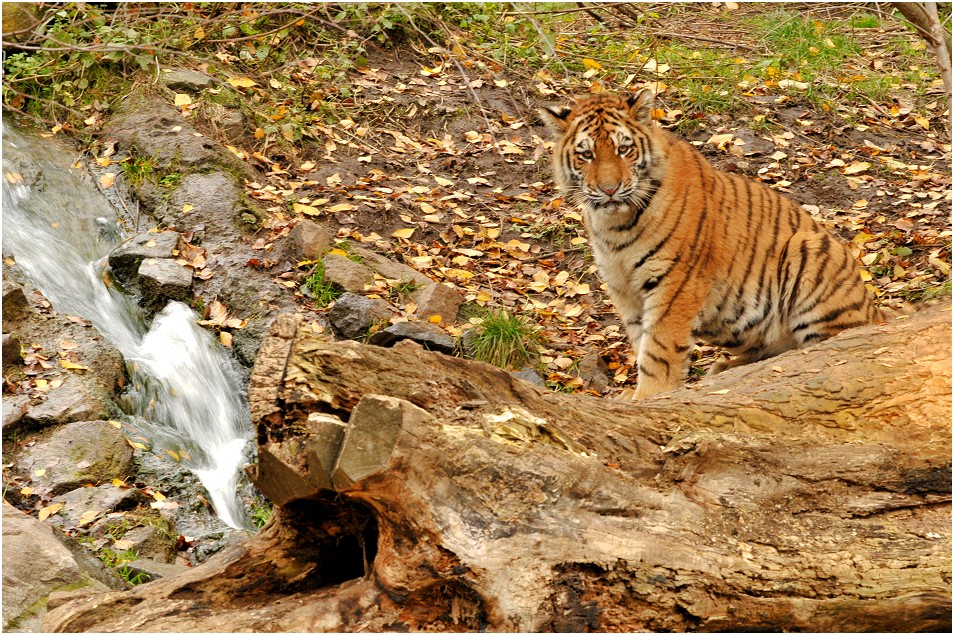 Tiger-Taiga im Leipziger Zoo...