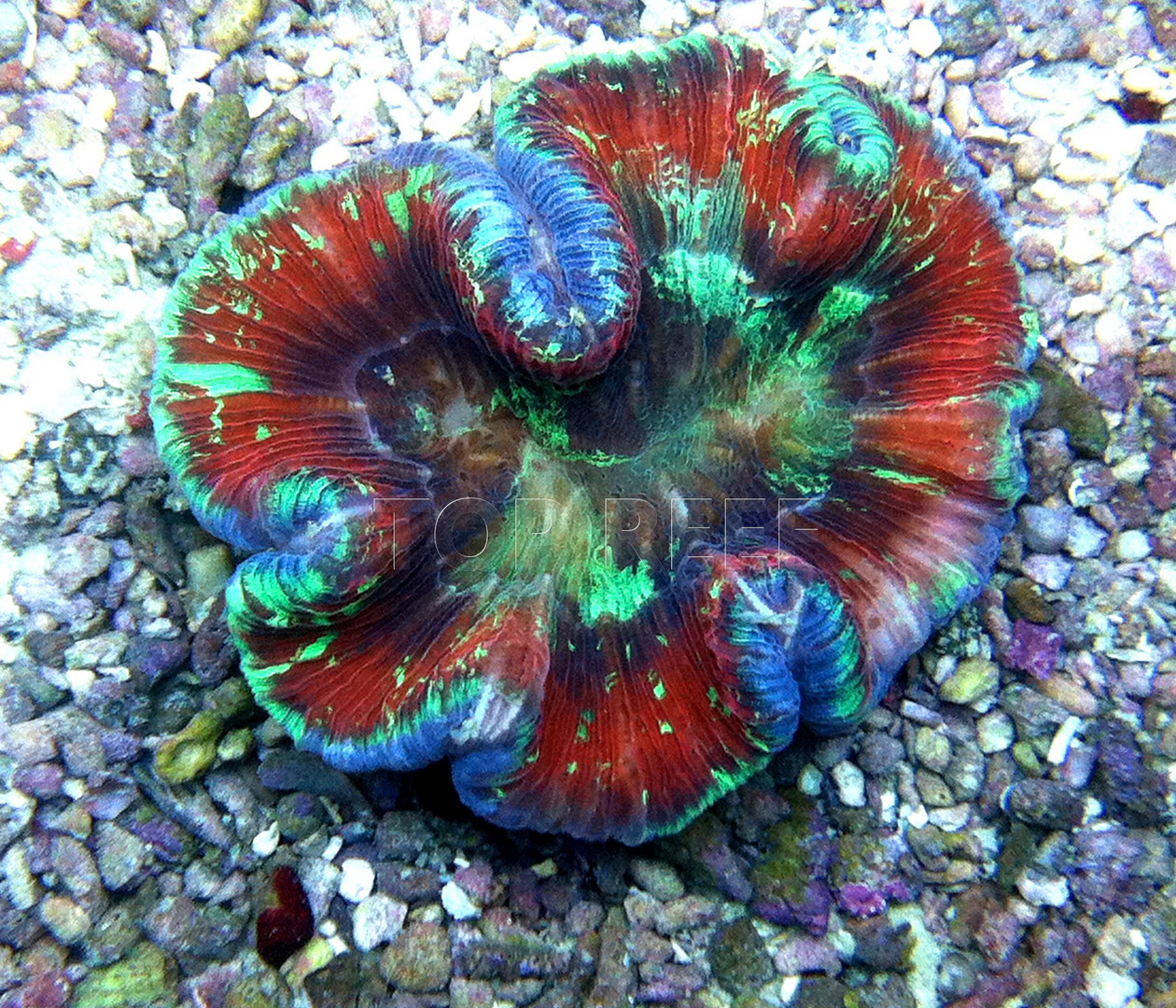 Tiger Tail Brain Coral - Trachyphyllia geoffroyi