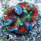 Tiger Tail Brain Coral - Trachyphyllia geoffroyi