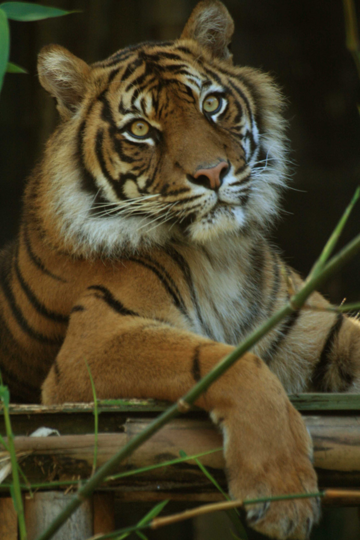 Tiger, Taronga Zoo, Sydney, N.S.W, Australia