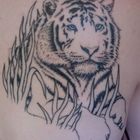 Tiger Tattoo