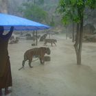 Tiger Tempel im Regen