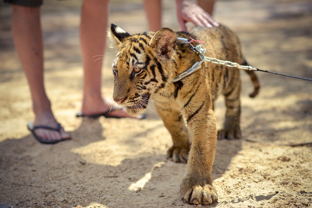 Tiger Tempel Thailand Baby