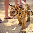 Tiger Tempel Thailand Baby