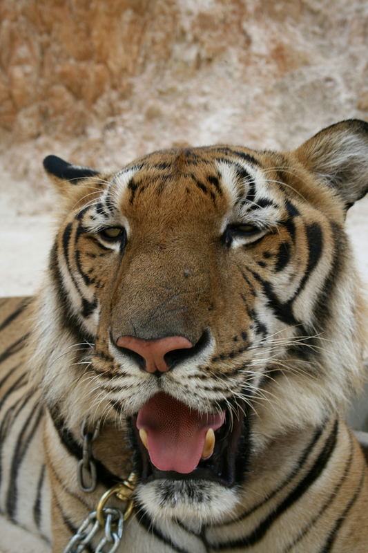 " Tiger Temple "